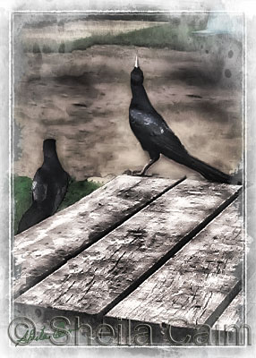 2 blackbirds on a bench watching
